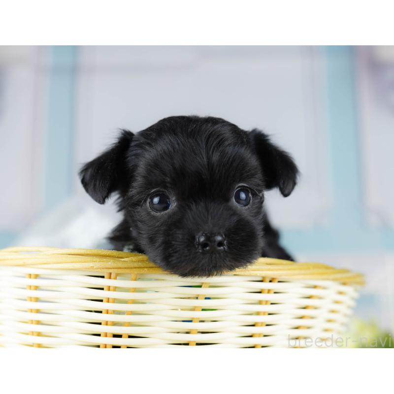 販売中の千葉県のミックス犬-433092の8枚目