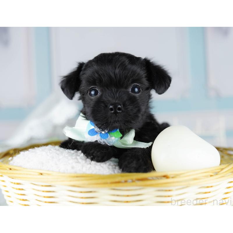 販売中の千葉県のミックス犬-433092の6枚目