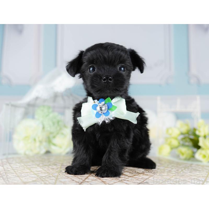 販売中の千葉県のミックス犬-433092の4枚目