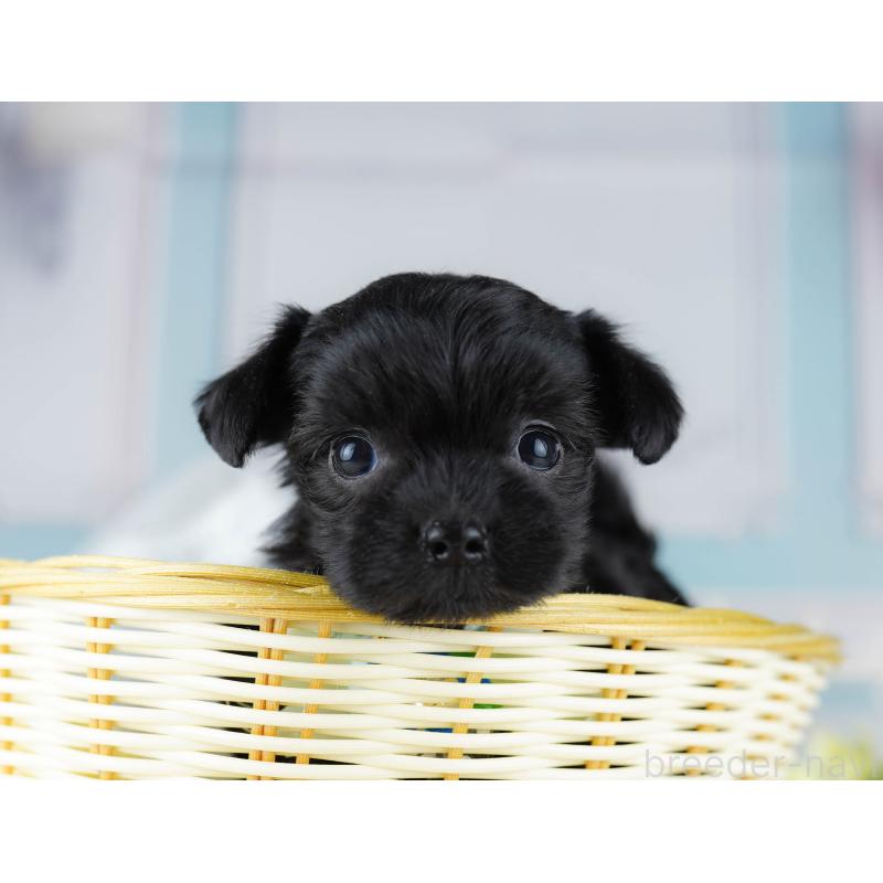 販売中の千葉県のミックス犬-433092の3枚目