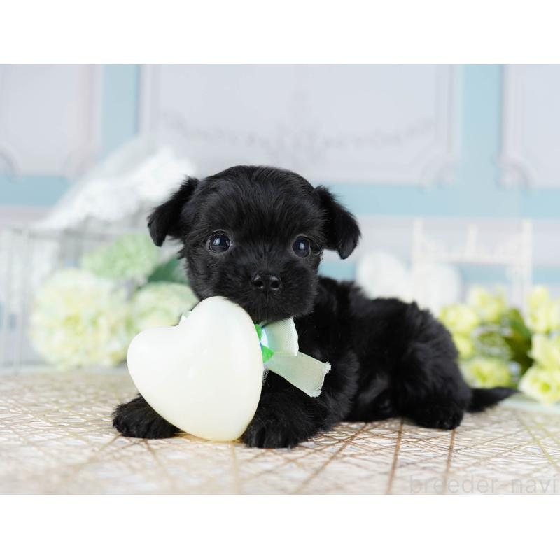 販売中の千葉県のミックス犬-433092の2枚目