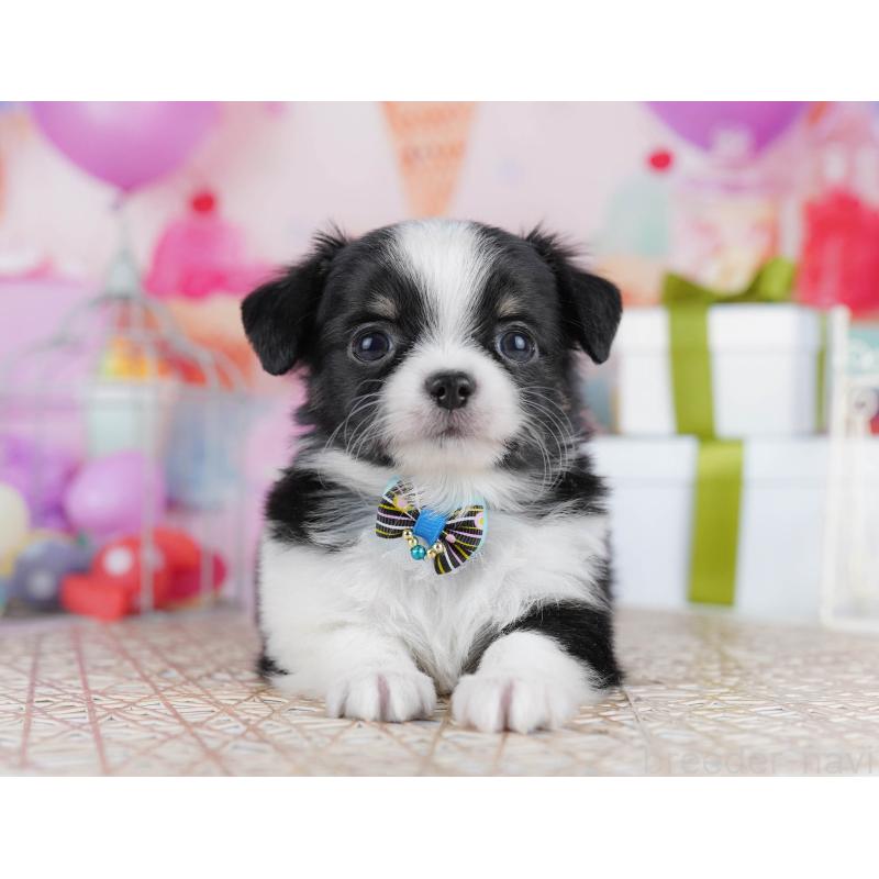 販売中の千葉県のチワワ(ロングコート)-433090の10枚目