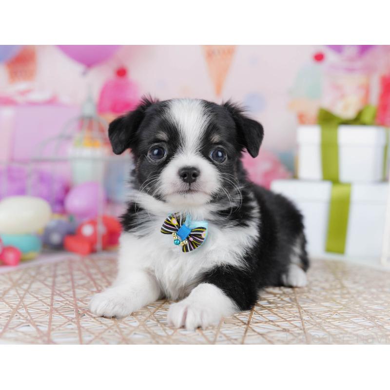 販売中の千葉県のチワワ(ロングコート)-433090の9枚目