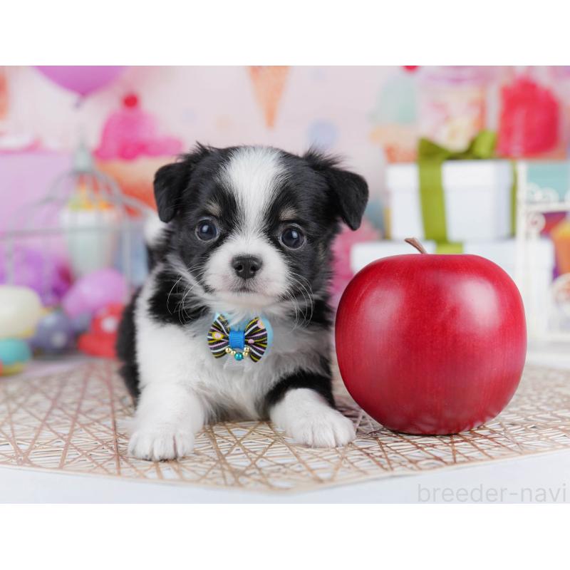 販売中の千葉県のチワワ(ロングコート)-433090の8枚目