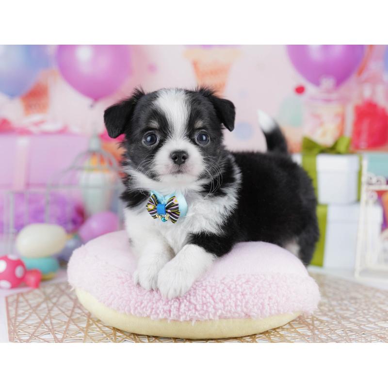 販売中の千葉県のチワワ(ロングコート)-433090の7枚目