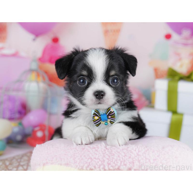 販売中の千葉県のチワワ(ロングコート)-433090の6枚目