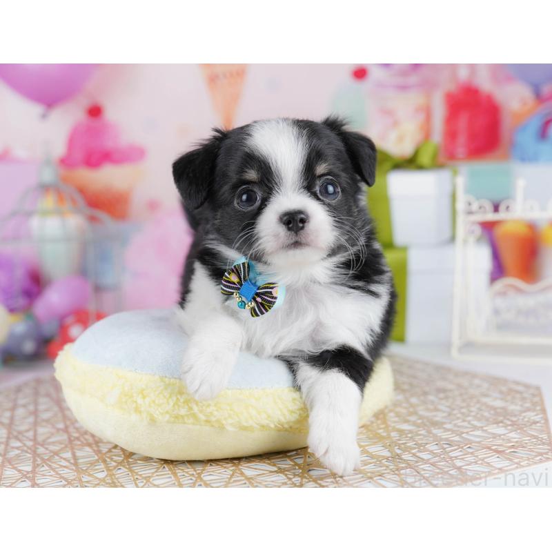 販売中の千葉県のチワワ(ロングコート)-433090の5枚目