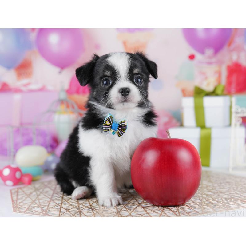 販売中の千葉県のチワワ(ロングコート)-433090の4枚目