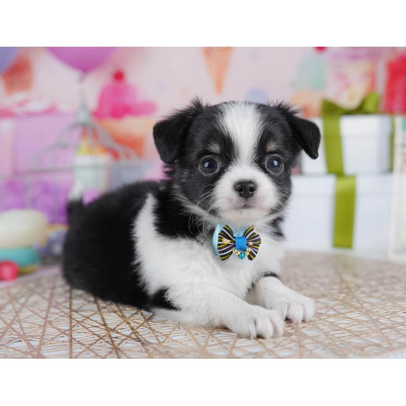 販売中の千葉県のチワワ(ロングコート)-433090の3枚目