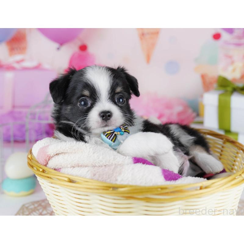 販売中の千葉県のチワワ(ロングコート)-433090の2枚目