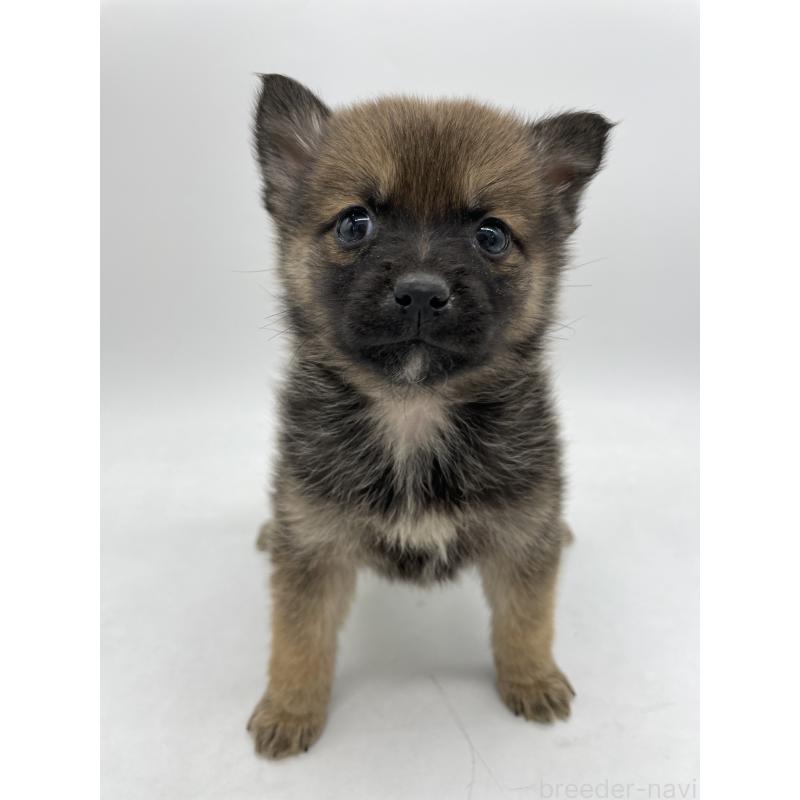 販売中の千葉県のミックス犬-433014