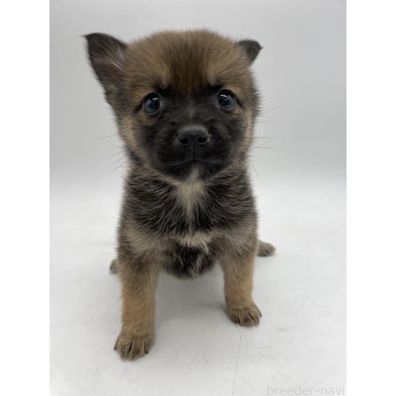 販売中の千葉県のミックス犬-433014の13枚目