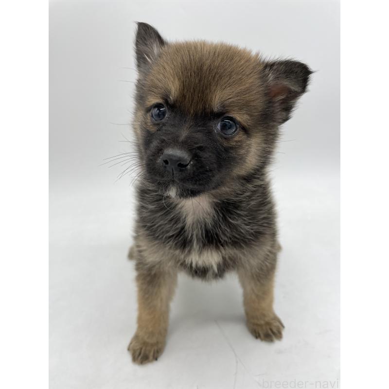 販売中の千葉県のミックス犬-433014の12枚目