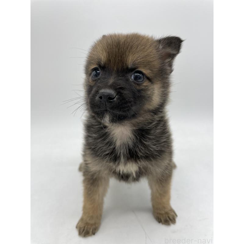 販売中の千葉県のミックス犬-433014の11枚目