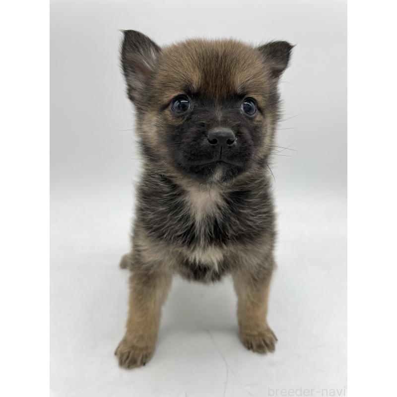 販売中の千葉県のミックス犬-433014の10枚目