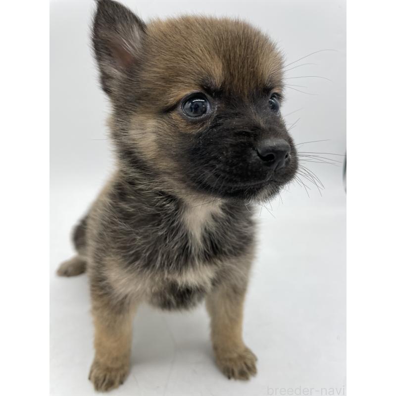 販売中の千葉県のミックス犬-433014の9枚目