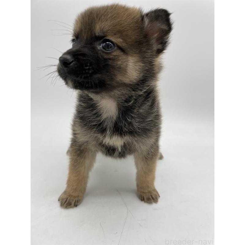 販売中の千葉県のミックス犬-433014の8枚目