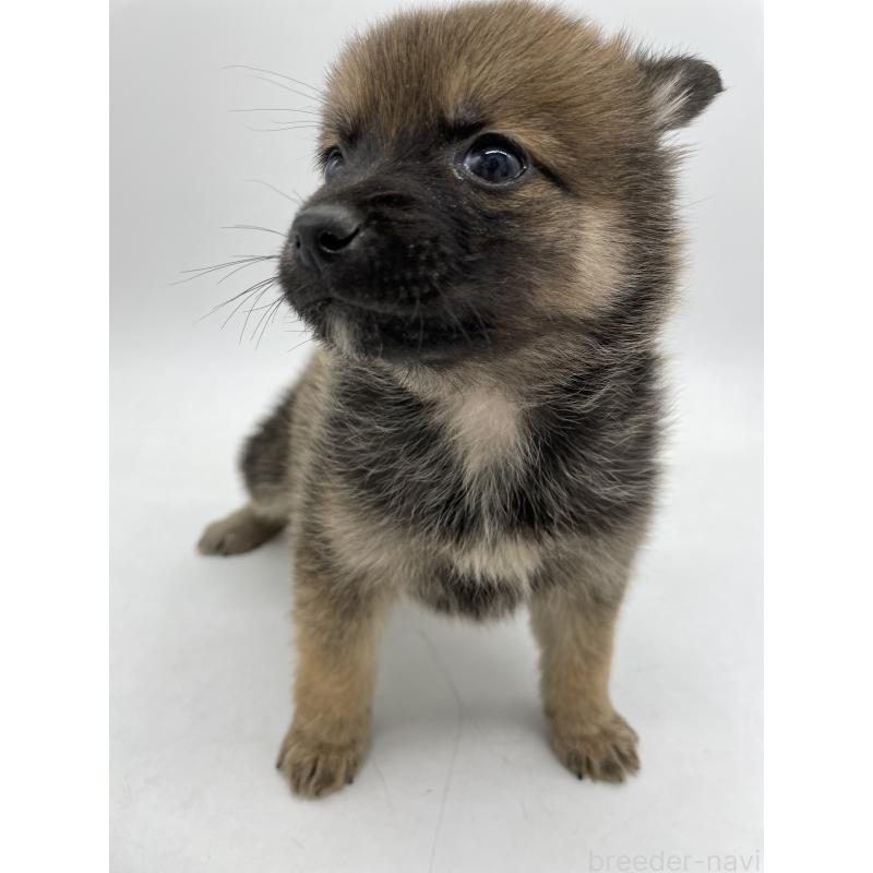 販売中の千葉県のミックス犬-433014の7枚目