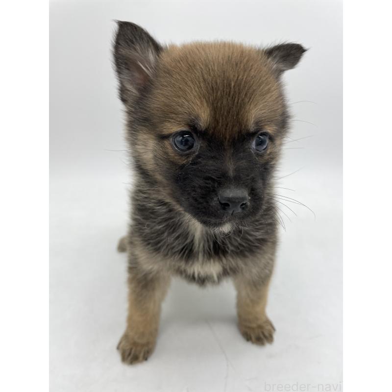 販売中の千葉県のミックス犬-433014の6枚目