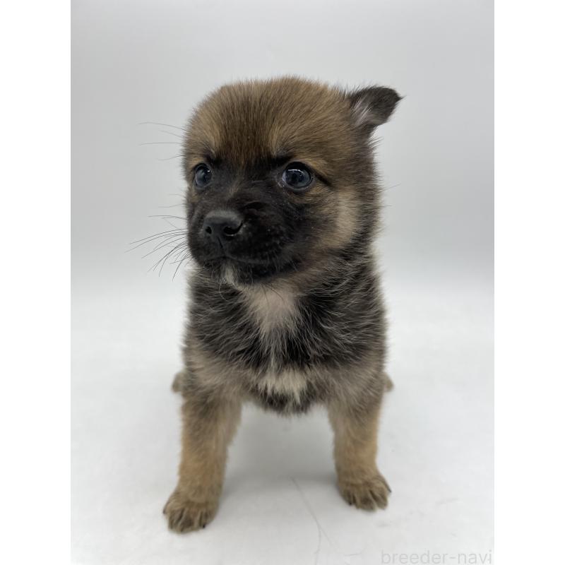 販売中の千葉県のミックス犬-433014の5枚目