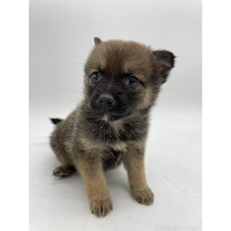 販売中の千葉県のミックス犬-433014の4枚目