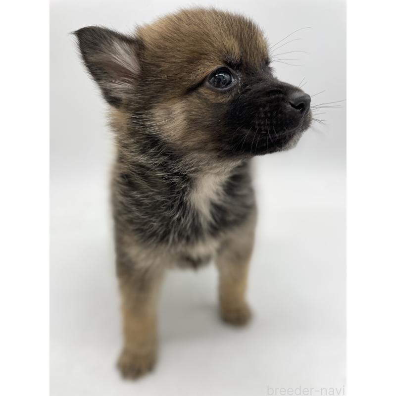 販売中の千葉県のミックス犬-433014の3枚目