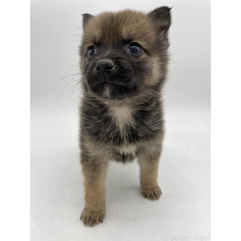 販売中の千葉県のミックス犬-433014の2枚目