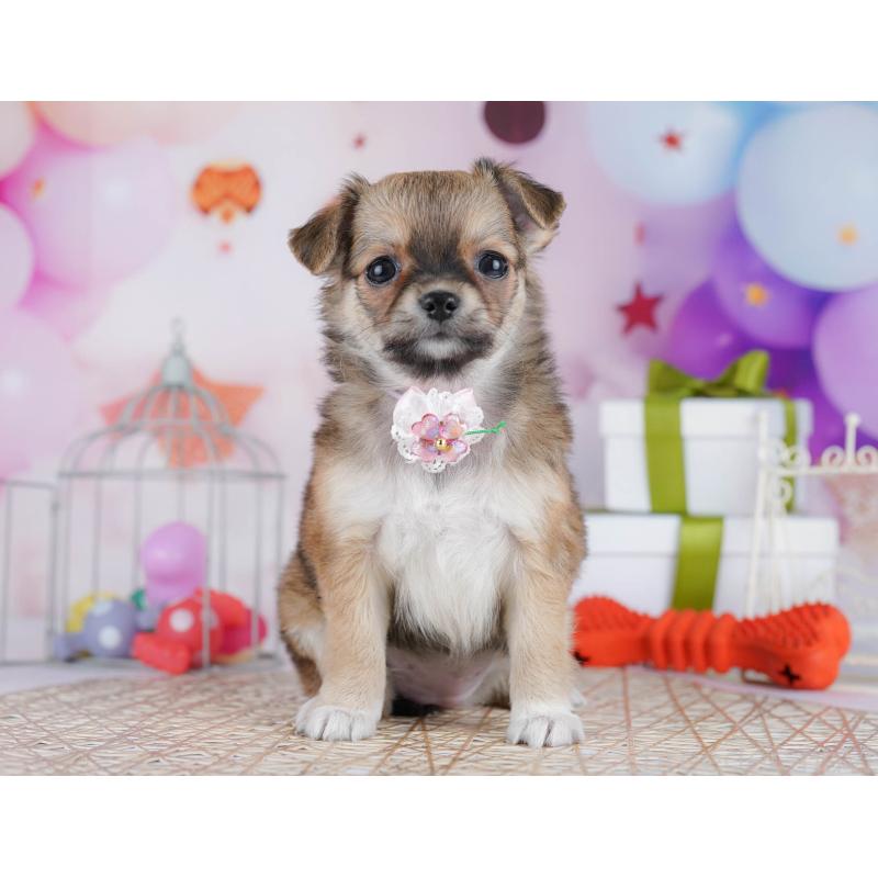 販売中の千葉県のチワワ(ロングコート)-433089の10枚目