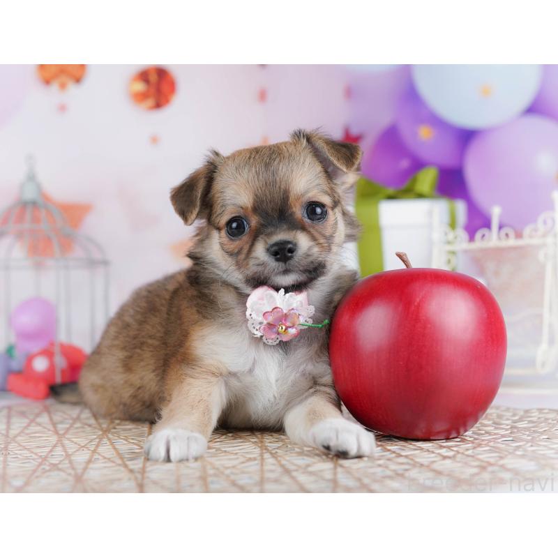 販売中の千葉県のチワワ(ロングコート)-433089