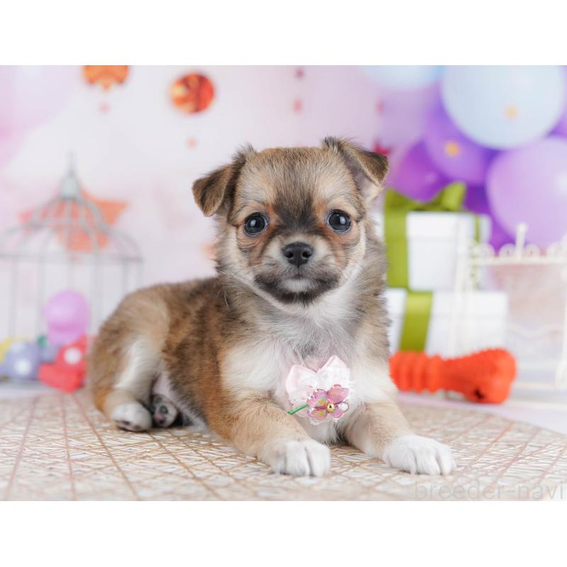 販売中の千葉県のチワワ(ロングコート)-433089の9枚目