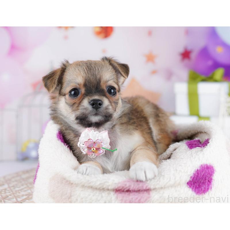 販売中の千葉県のチワワ(ロングコート)-433089の8枚目