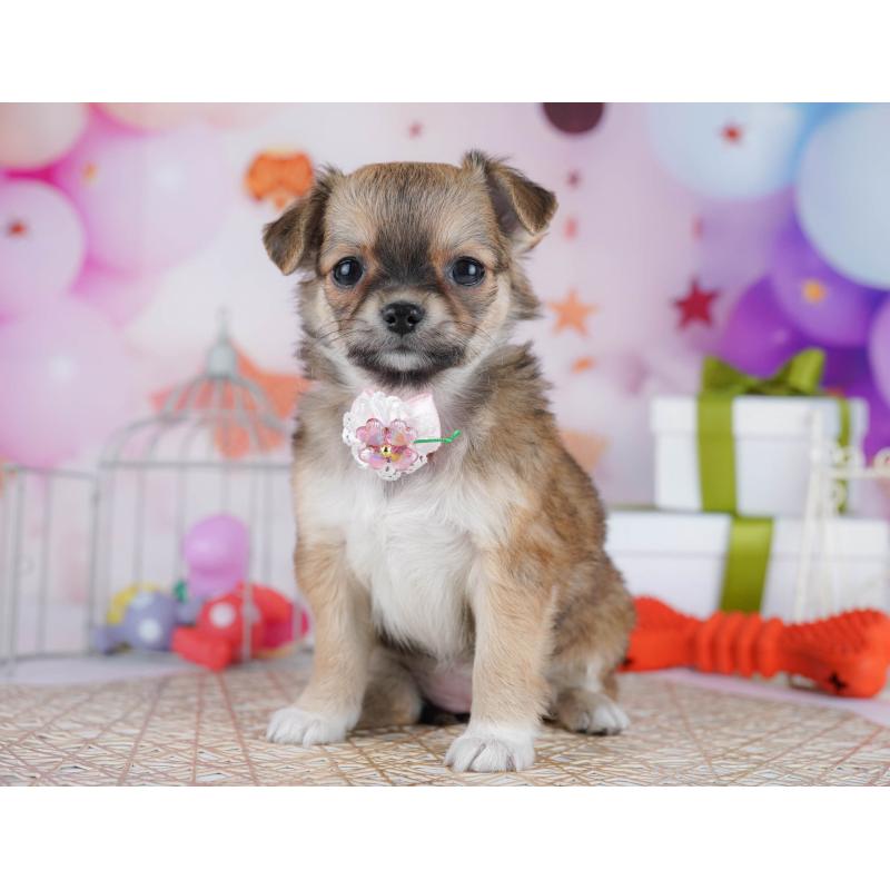 販売中の千葉県のチワワ(ロングコート)-433089の7枚目