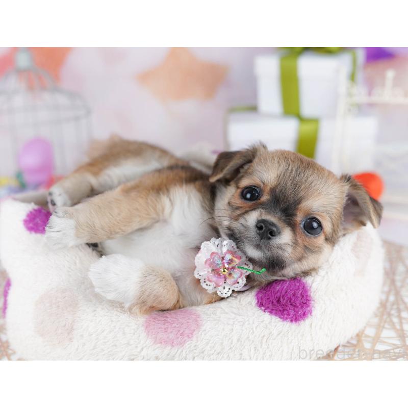 販売中の千葉県のチワワ(ロングコート)-433089の6枚目