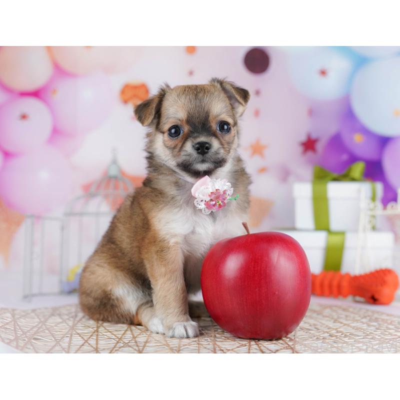 販売中の千葉県のチワワ(ロングコート)-433089の5枚目