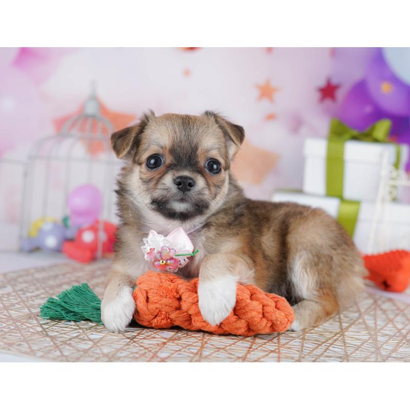 販売中の千葉県のチワワ(ロングコート)-433089の4枚目