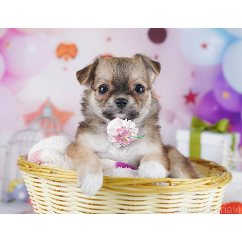 販売中の千葉県のチワワ(ロングコート)-433089の3枚目