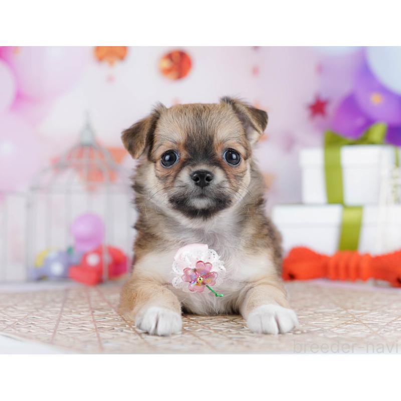 販売中の千葉県のチワワ(ロングコート)-433089の2枚目