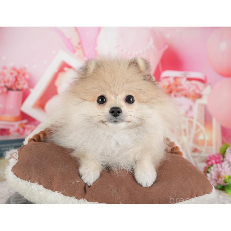 販売中の千葉県のポメラニアン-433615