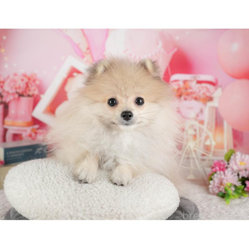 販売中の千葉県のポメラニアン-433615の10枚目