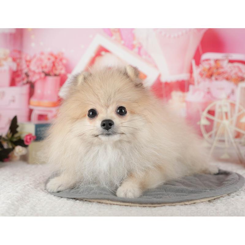 販売中の千葉県のポメラニアン-433615の8枚目