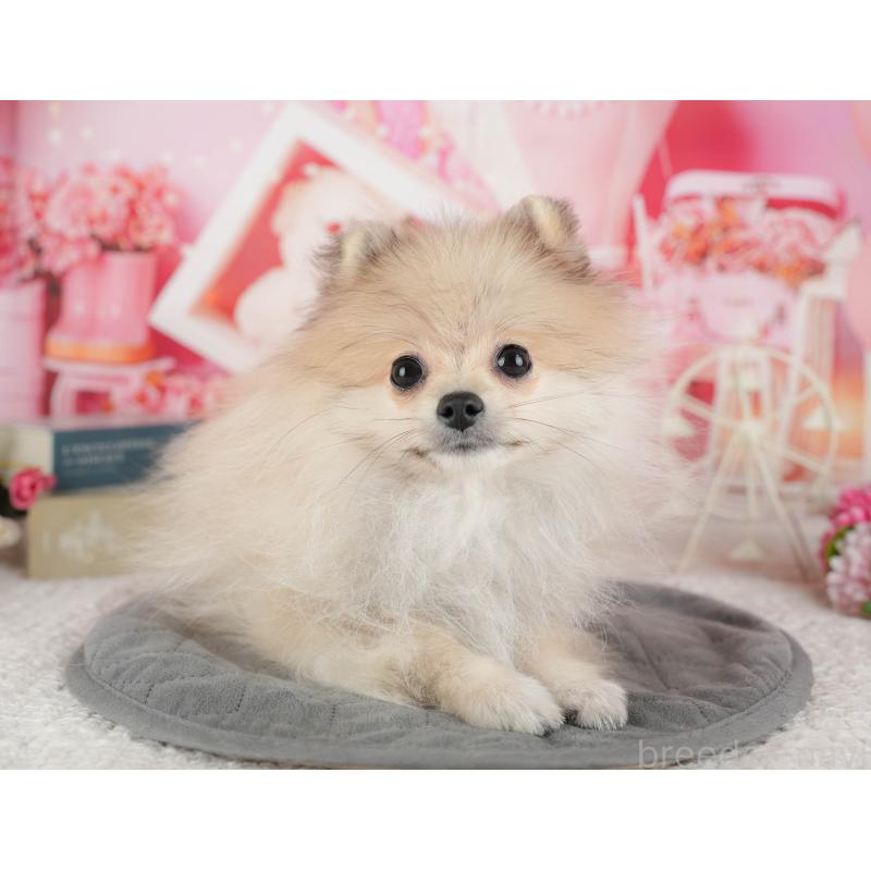 販売中の千葉県のポメラニアン-433615の7枚目