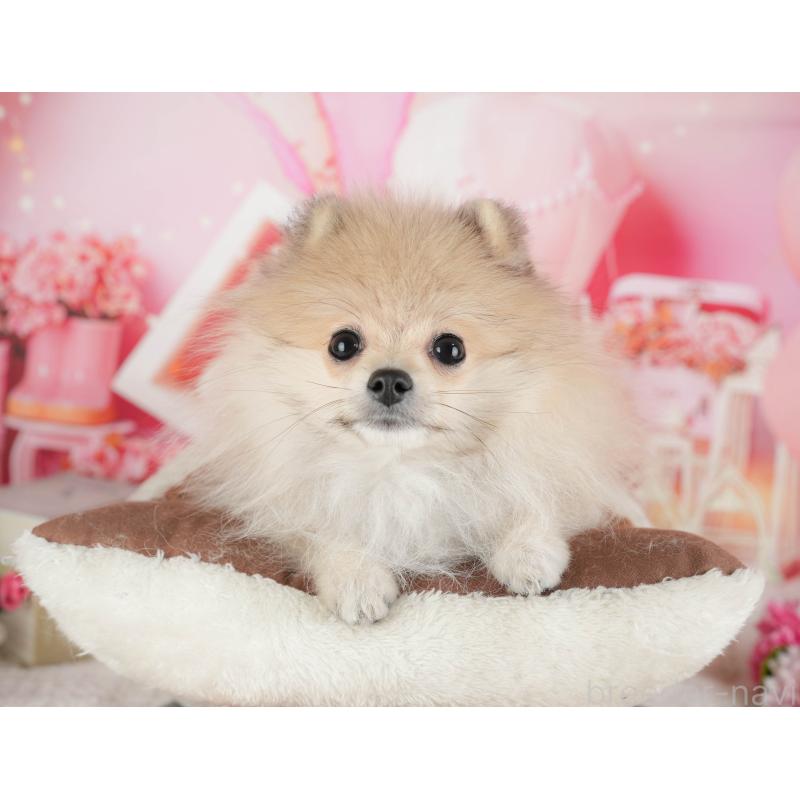 販売中の千葉県のポメラニアン-433615の2枚目