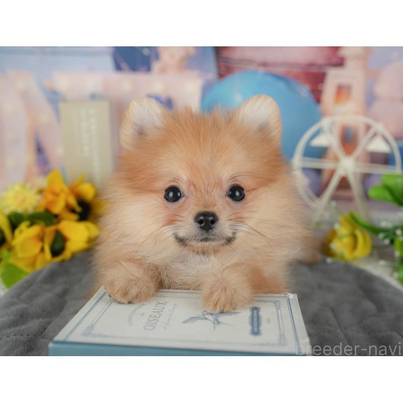 販売中の千葉県のポメラニアン-433614
