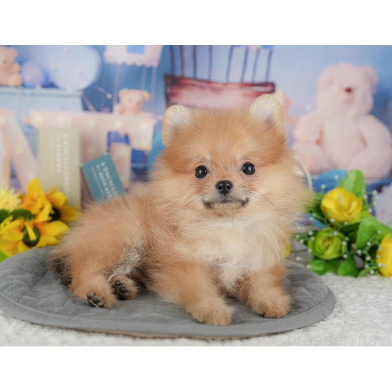 販売中の千葉県のポメラニアン-433614の10枚目