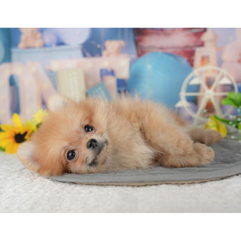 販売中の千葉県のポメラニアン-433614の8枚目