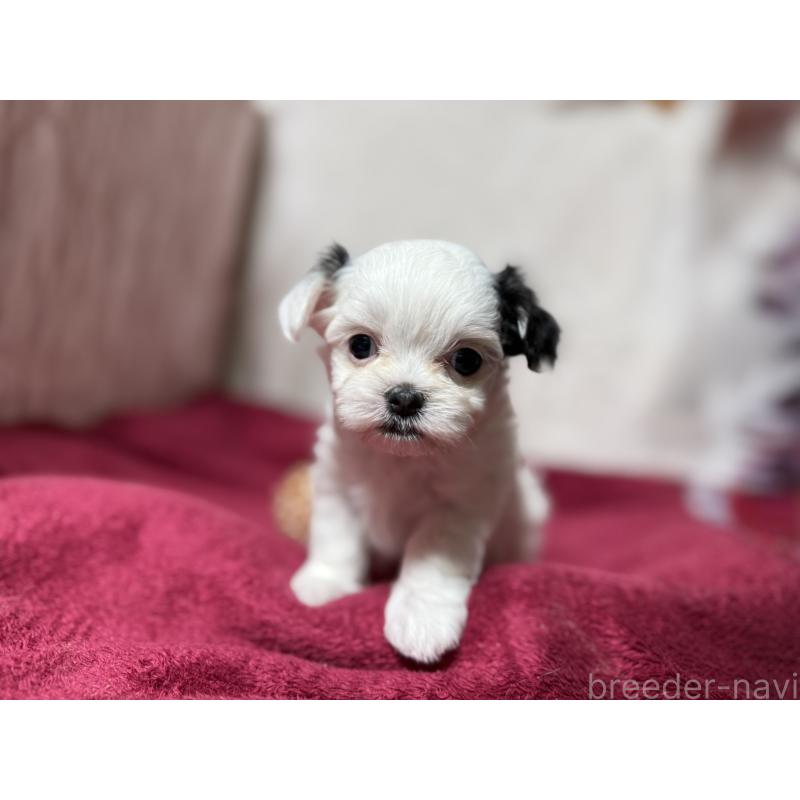 販売中の東京都のチワマル:チワワ×マルチーズ-428310