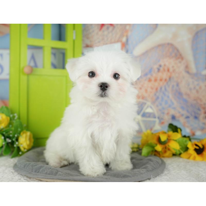 販売中の千葉県のマルチーズ-433611