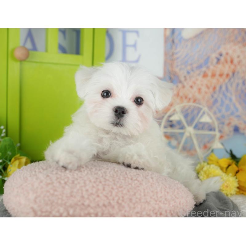 販売中の千葉県のマルチーズ-433611の11枚目