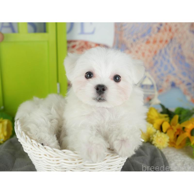 販売中の千葉県のマルチーズ-433611の10枚目