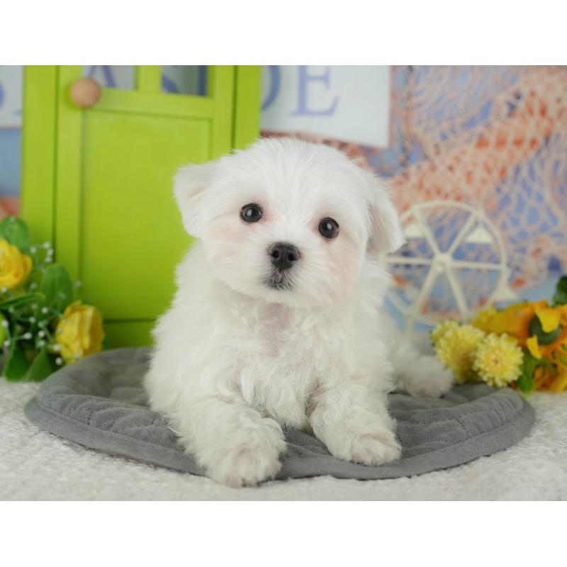 販売中の千葉県のマルチーズ-433611の9枚目